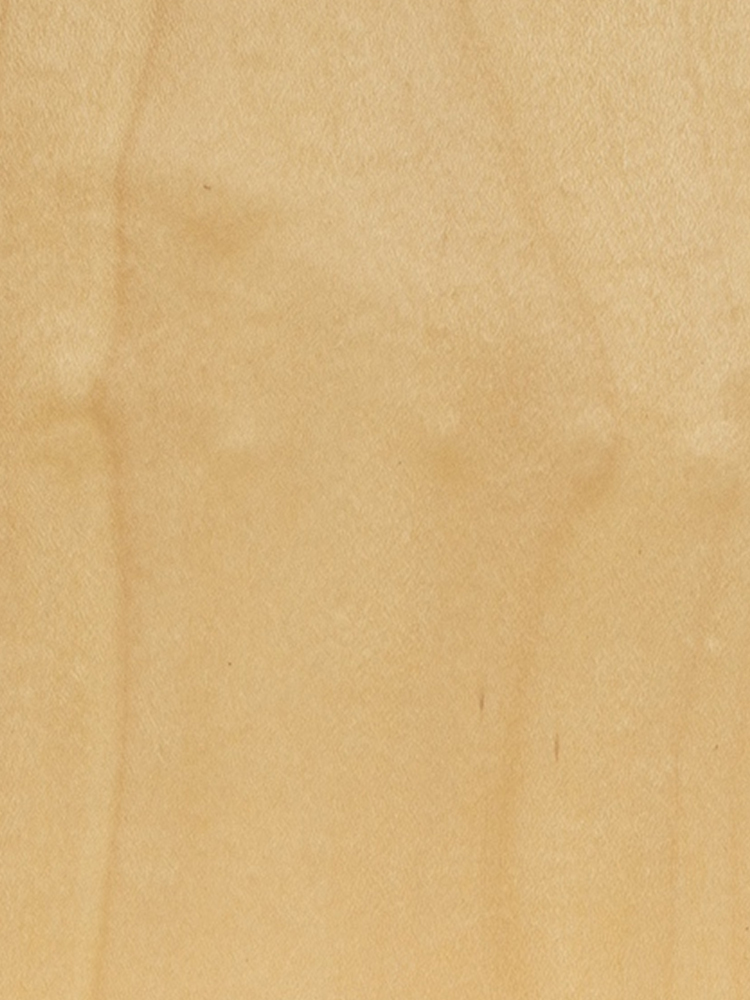 American Maple
